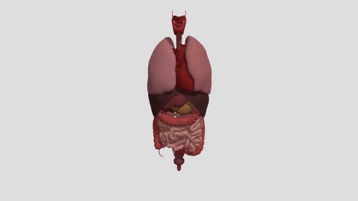 Organs 3D Model