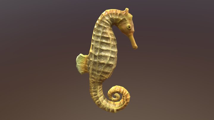 Seahorse 3D Model