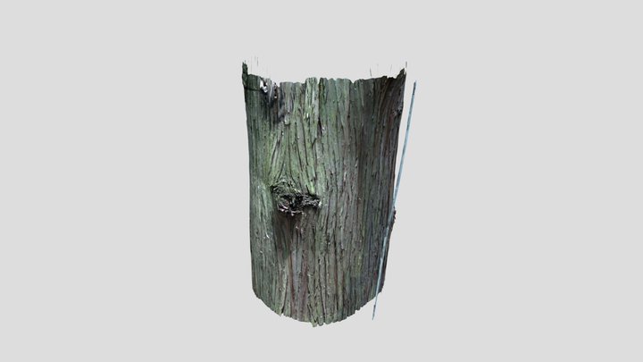 Trunk of Cryptomeria japonica (柳杉树干) – Modèle 3D gratuit STL