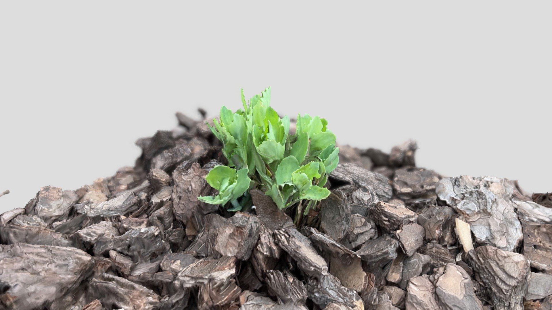 Plant small - RealityScan
