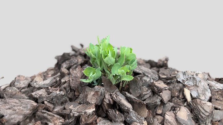 Plant small - RealityScan 3D Model