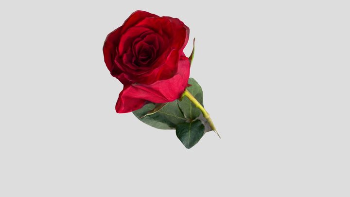 PhotoCatch - Red Rose 3D Model