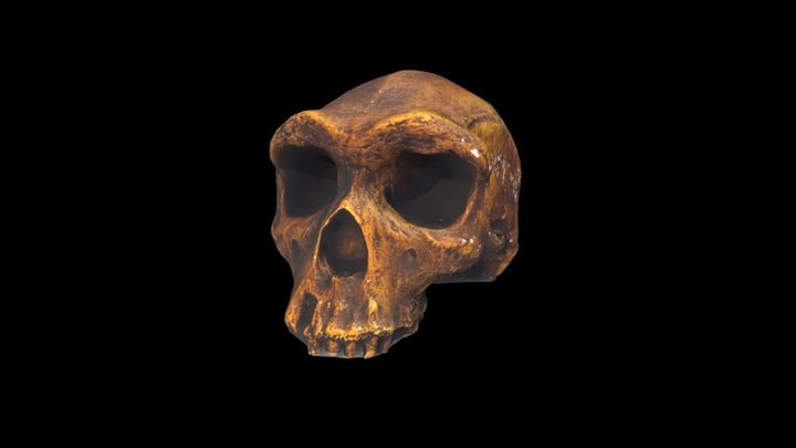 Homo heidelbergensis 3D Model