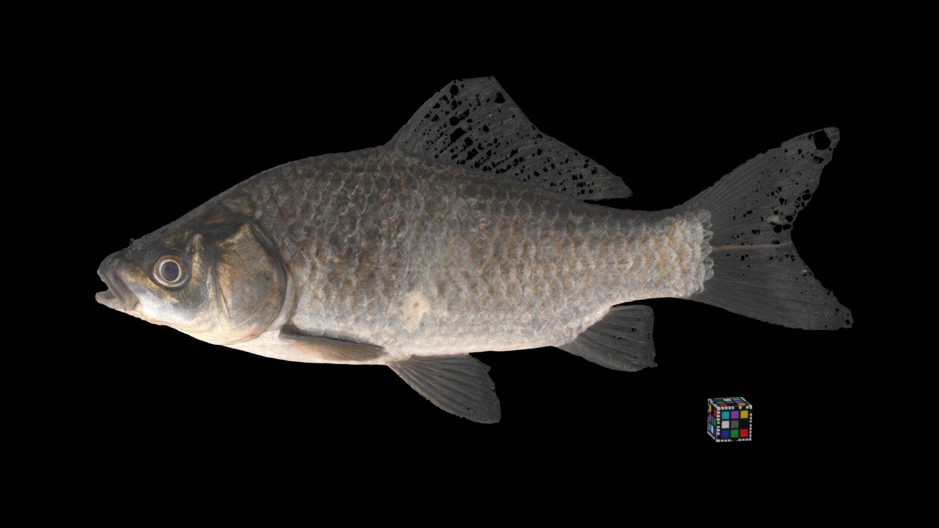 オオキンブナ Crucian carp, Carassius auratus buergeri