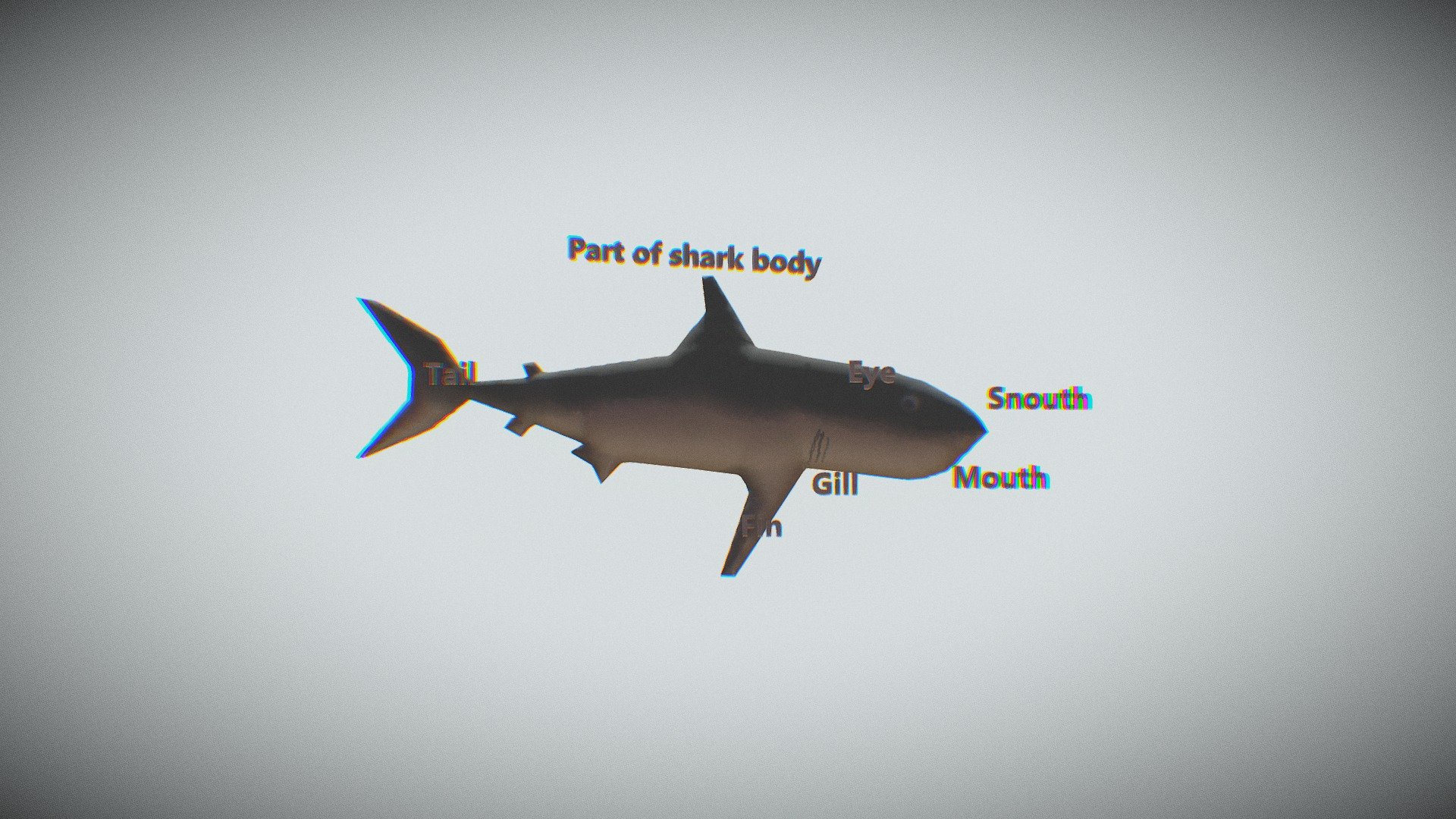 Shark