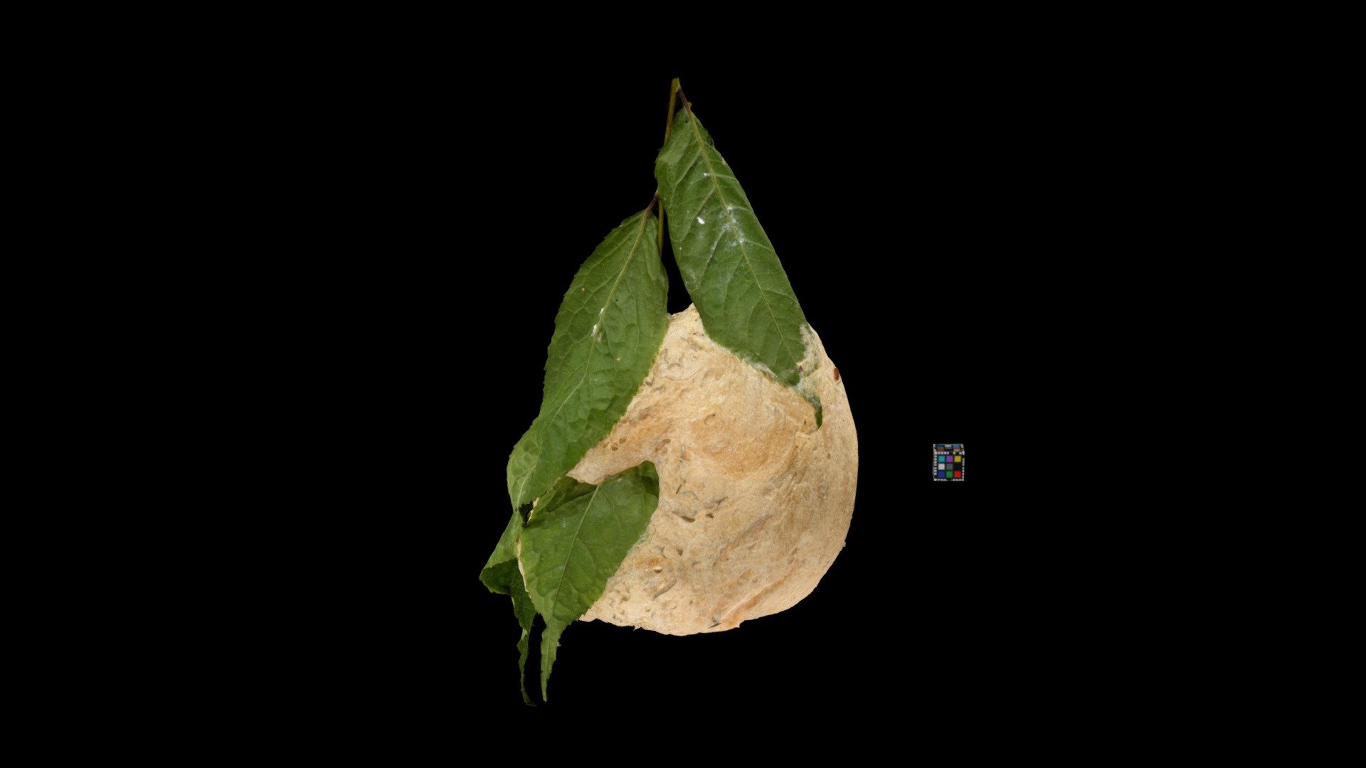 モリアオガエル 卵塊 Green Tree Frog, Rhacophorus arboreus