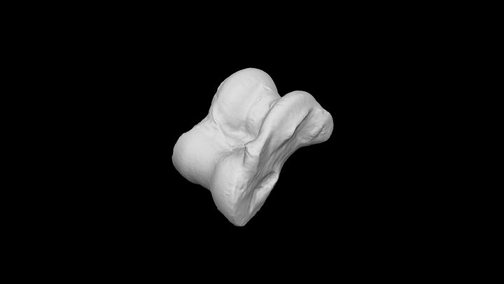 Sheep_astragalus 3D Model