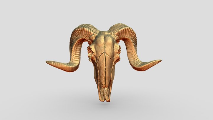 Sheep-skull – Free 3D Model STL