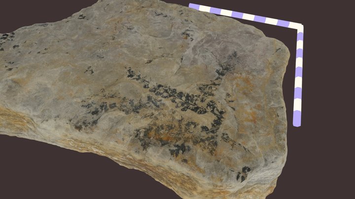 Coniopteris 3D Model