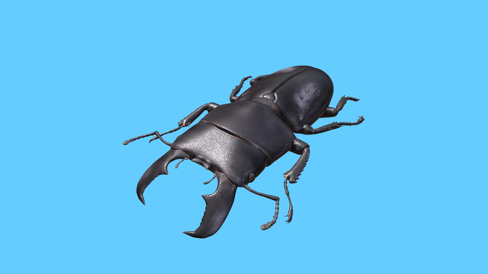 3D model Giant Stag Beetle - This is a 3D model of the Giant Stag Beetle. The 3D model is about a black and white sea creature.