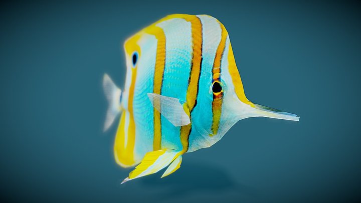 Chelmon 3D Model