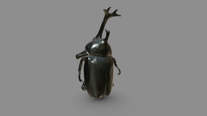 Allomyrina dichotoma-独角仙 (3d scanned) 3D Model