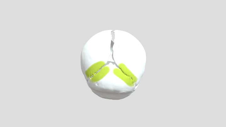 Skull edit 1 3D Model
