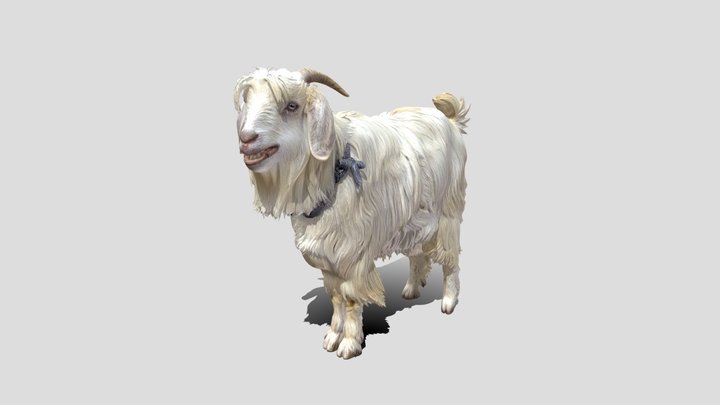 Shaggy Angora Goat – Kostenloses 3D-Modell STL
