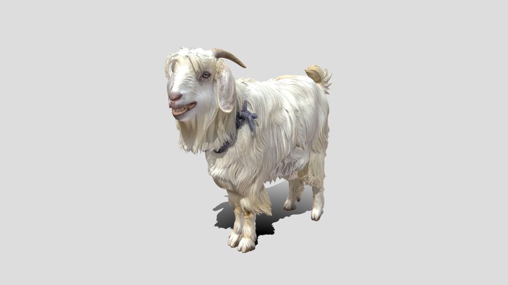 Shaggy Angora Goat