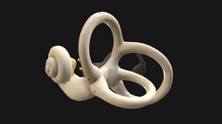 Inner Ear 3D Model
