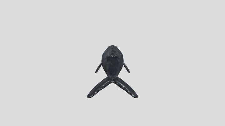 whale lowpoly 3D Model