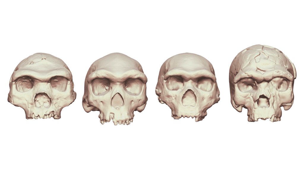 Heidelbergensis And Herto