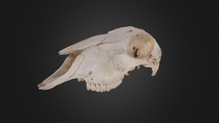 Animal-skull 3D models - Sketchfab