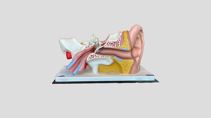 Ear Model 3D Model