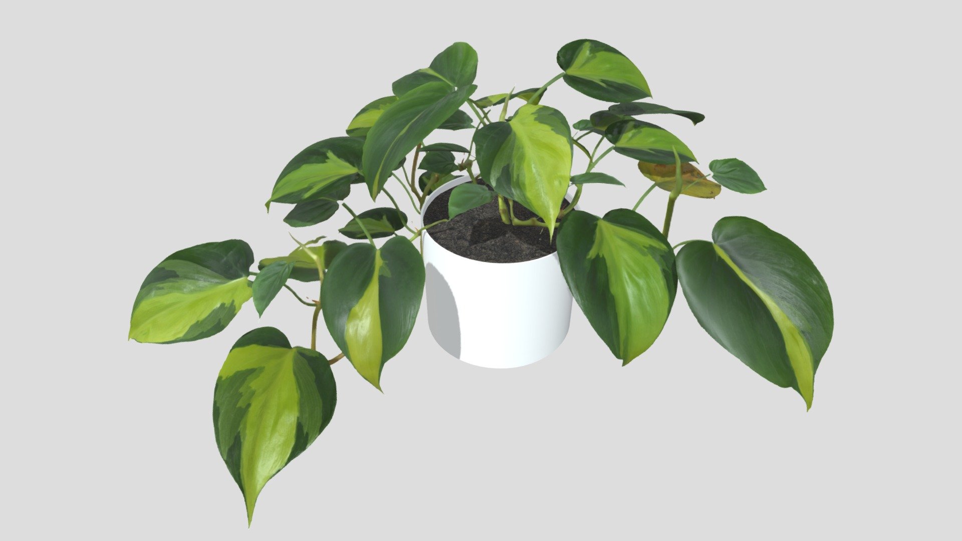 Philodendron Heartleaf - 3D model by olegsochi (@olegsochi) [9562c31]