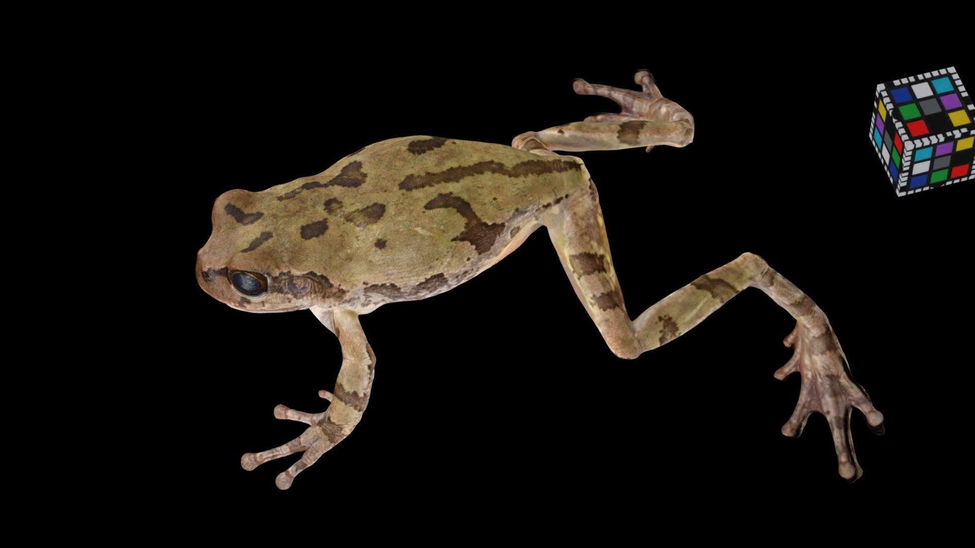 ニホンアマガエル ♀ Tree Frog, Dryophytes japonicus
