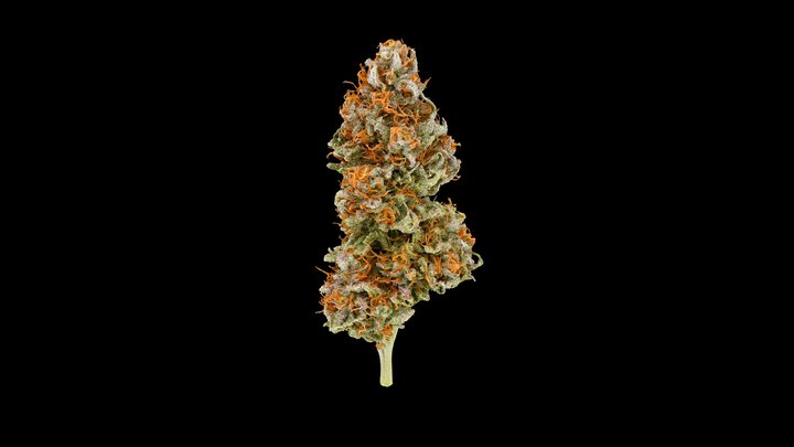 Nana's Parm — Cannabis Model 3D Model