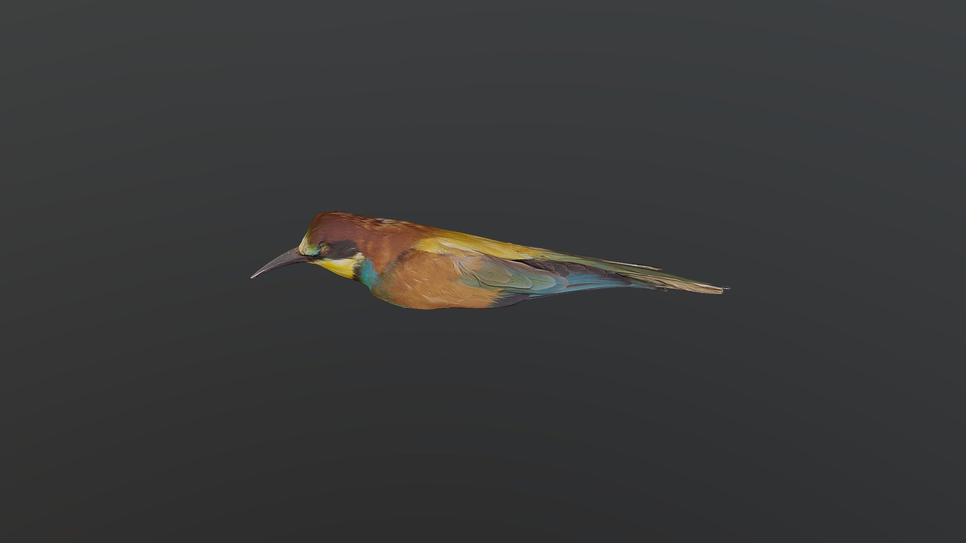 European Bee-eater - Merops apiaster