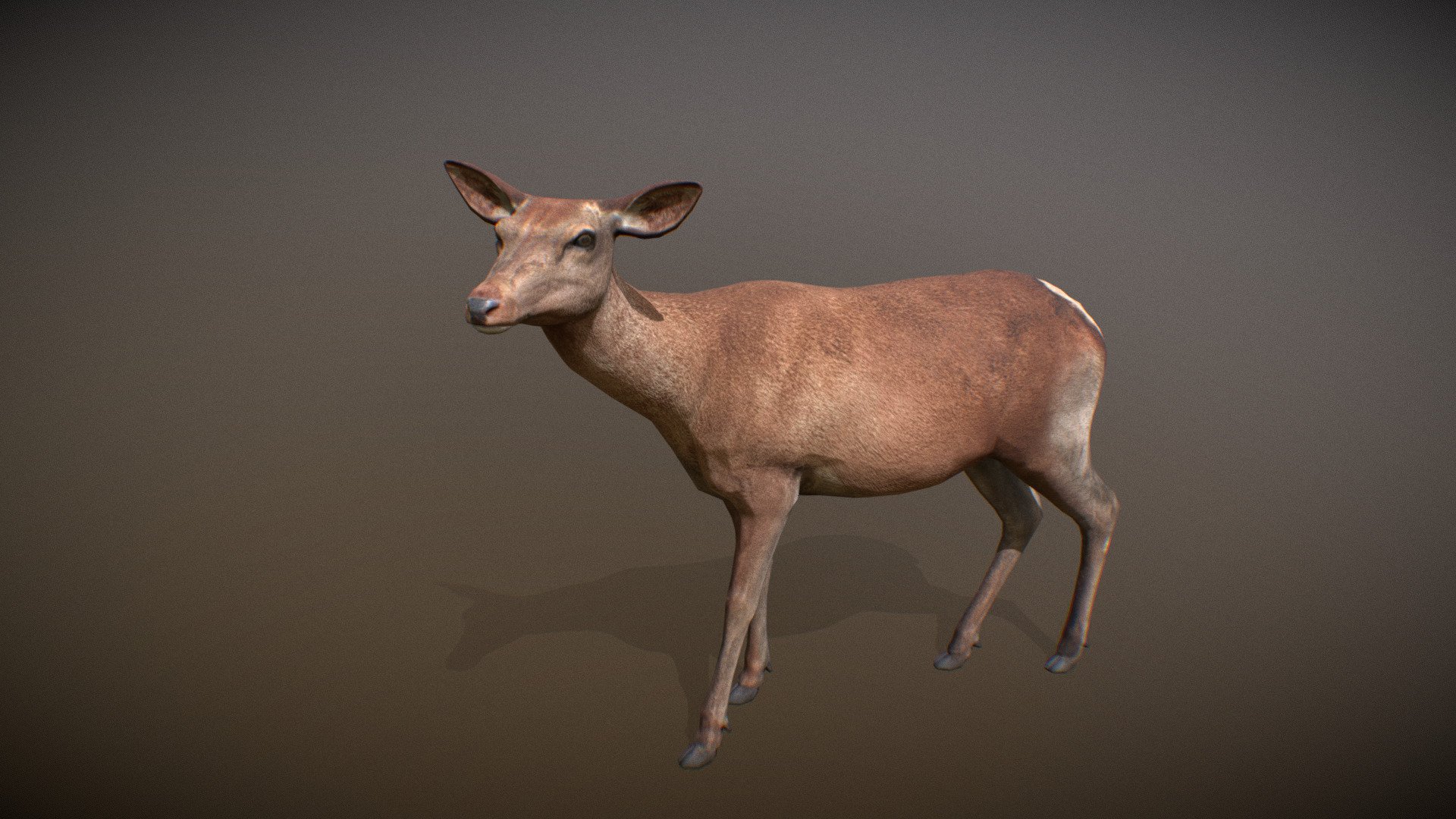 Animalia - Red Deer (female) - 3D Model By GiM (@GamesInMotion ...