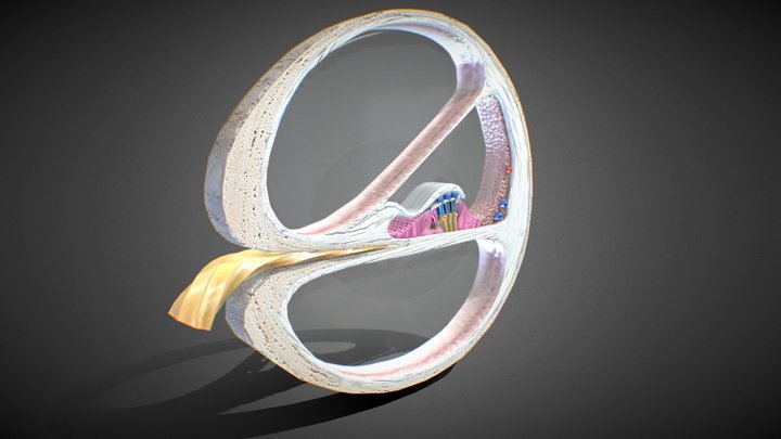 3D Cochlea cross-section 3D Model