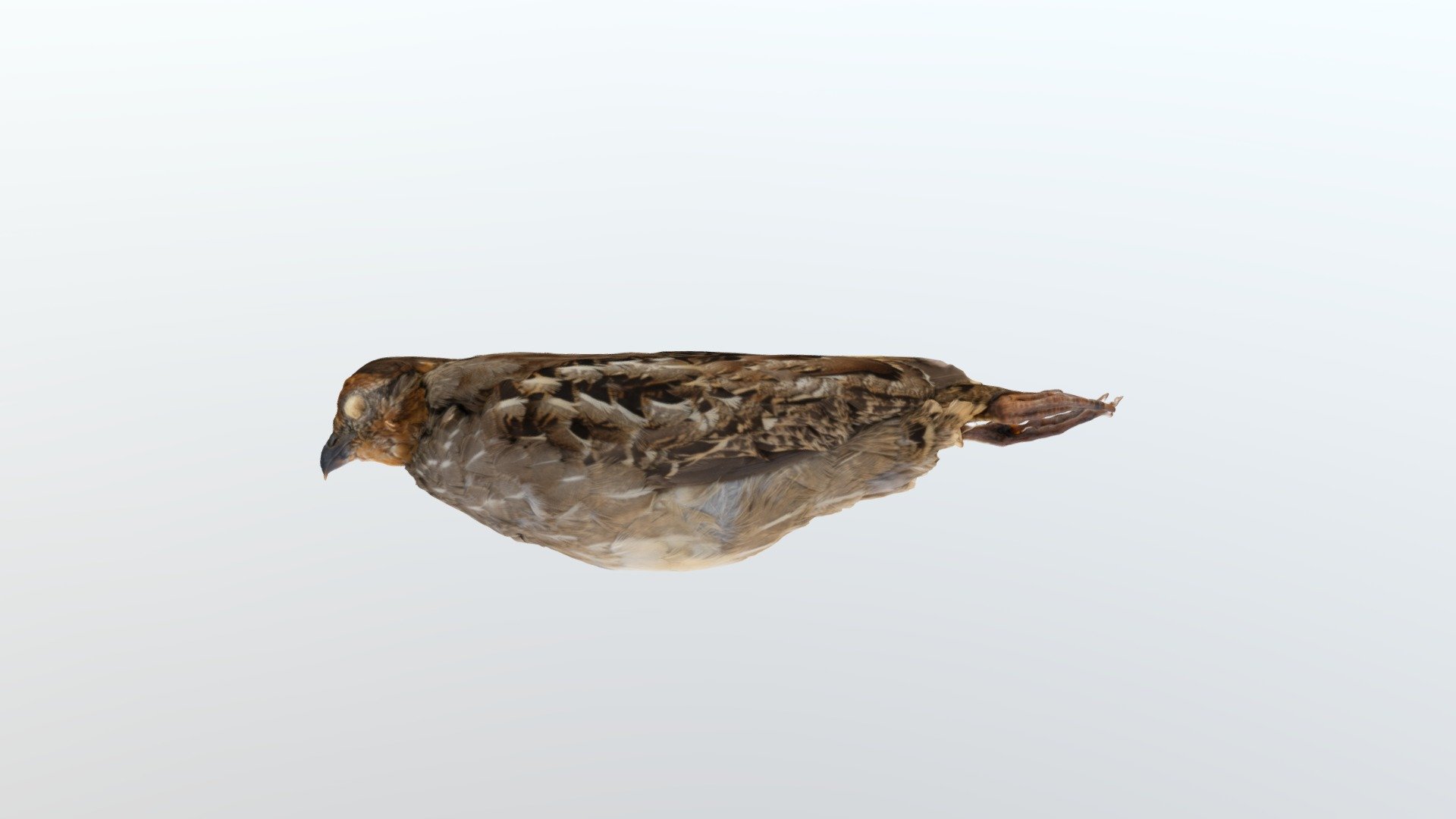 dactylortyx thoracicus 27079