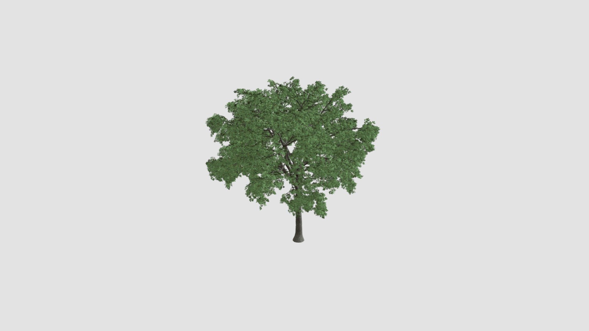 Ulmus Plant - Buy Royalty Free 3D model by Evermotion [95707c3 ...