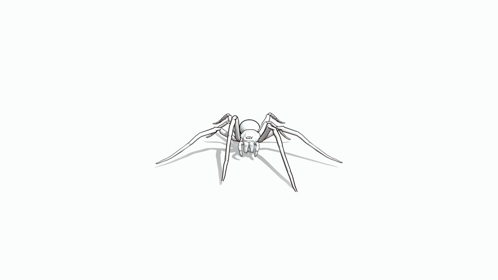 Agelenidae eye pattern
