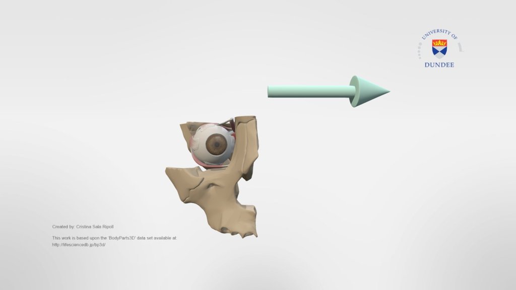 Adduction of the eye