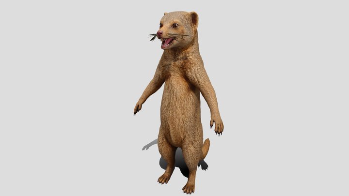 Low poly Mongoose animal 3d model free