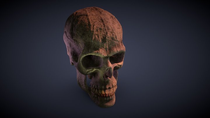 Estudio de Craneo 3D Model