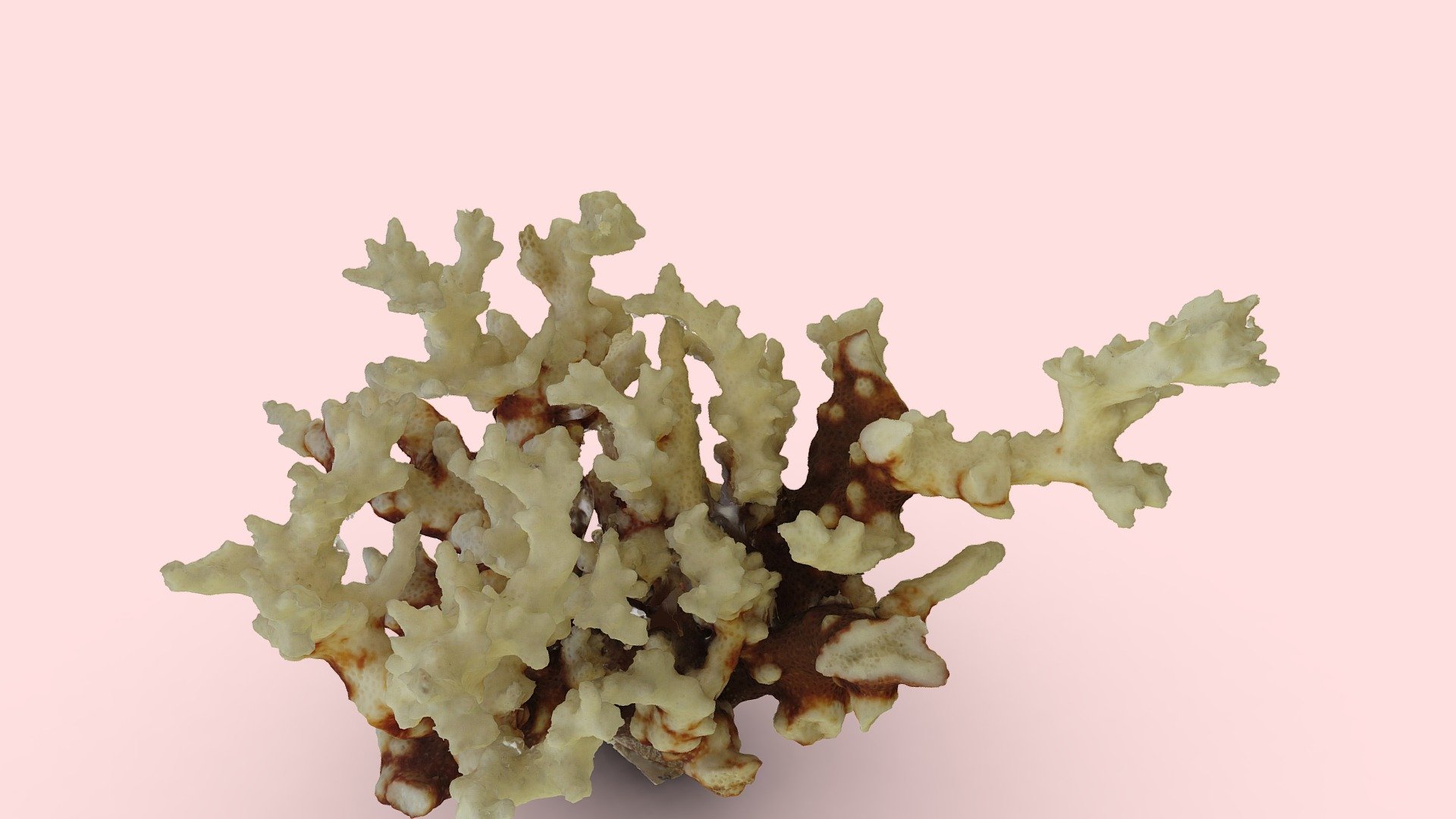 Coral skeleton 2