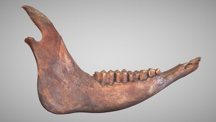 BE25-171-023-045- Mandible 3D Model