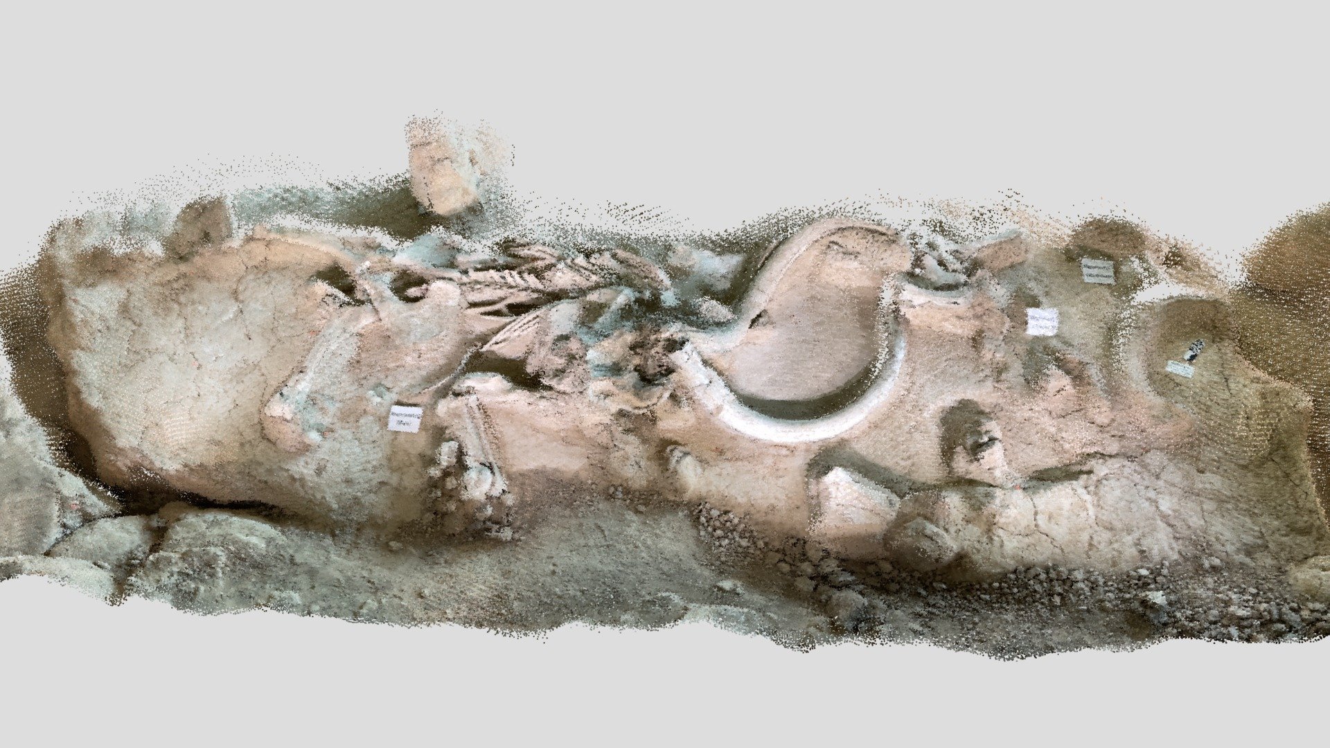 Male Mammoth Skeleton