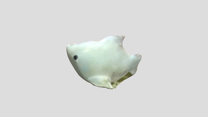 Shark 3D Model