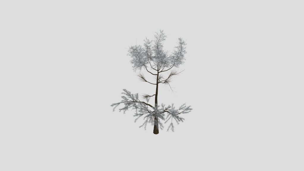Sj Cold Shadow Pine Tree