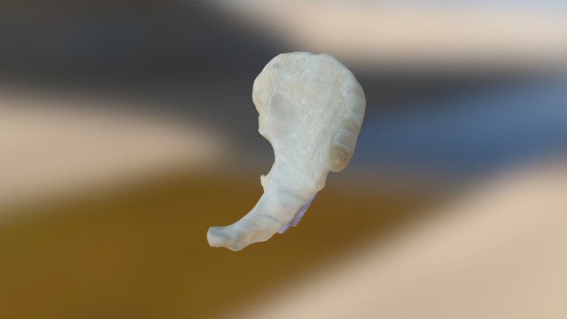 Implantas 3D Model