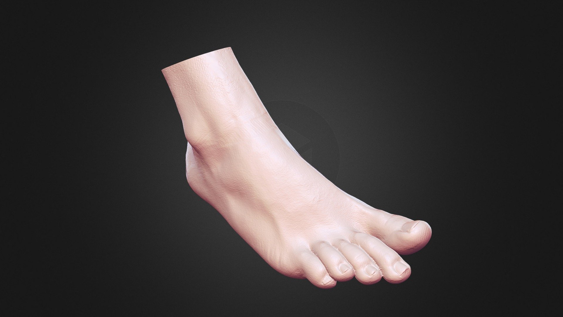 Foot - Buy Royalty Free 3D model by fenrir (@fenrirgrey) [958411d ...