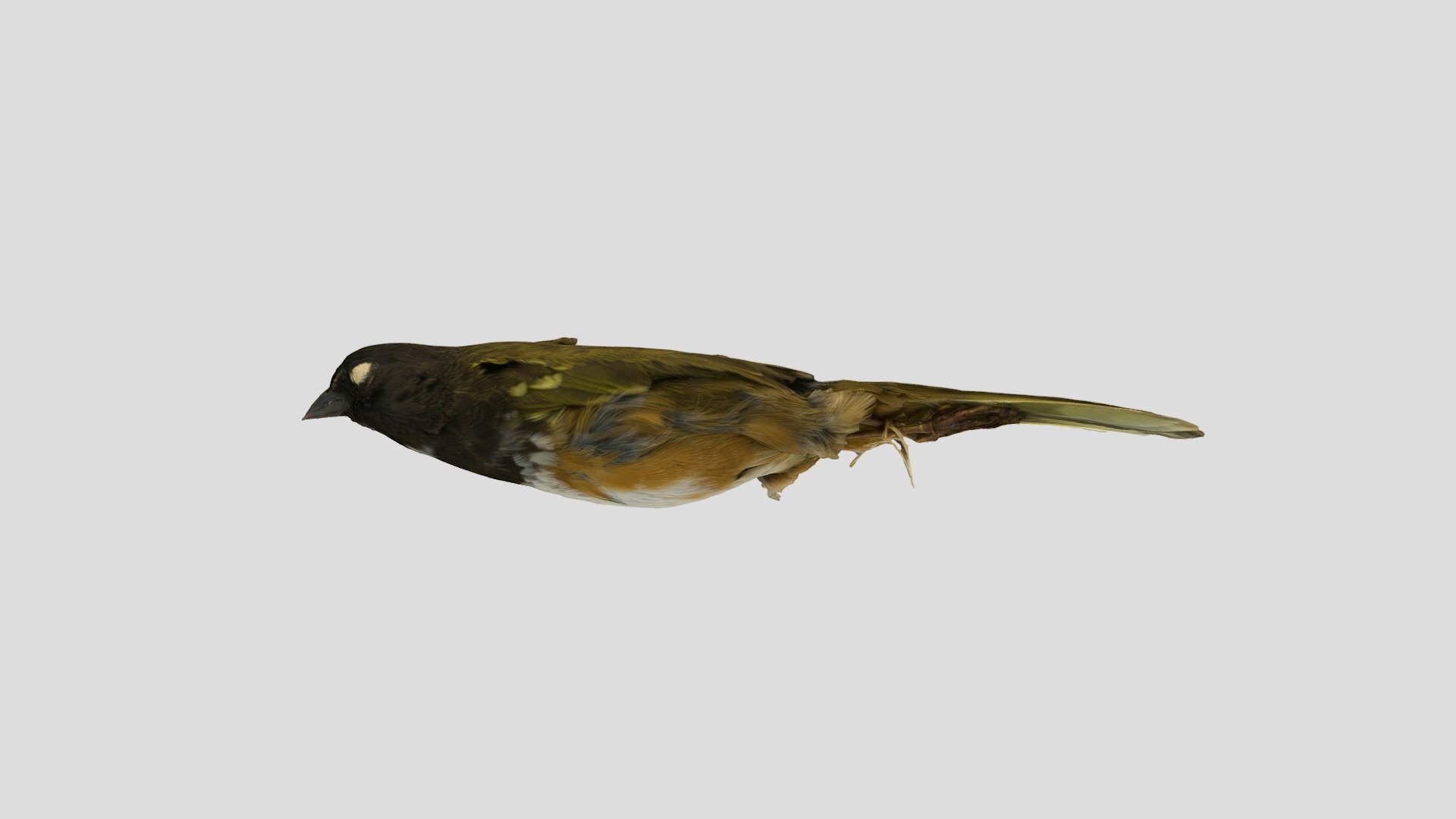 pipilio erythrophthalmus 30405