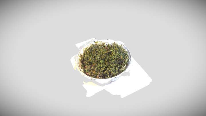 moss 3D Model
