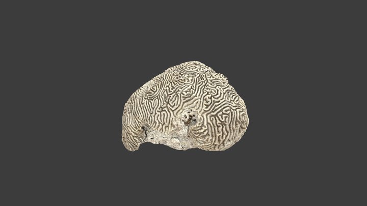 Meandrina meandrites – Modello 3D gratuito STL