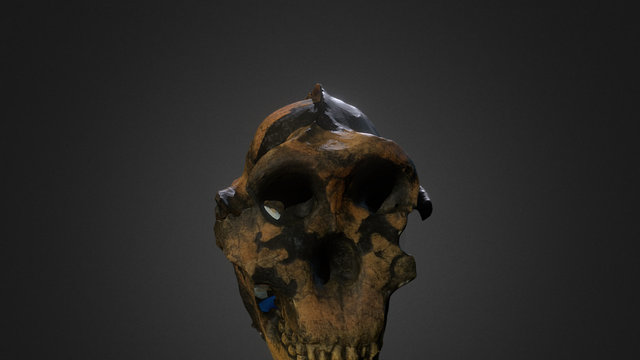 Skull photogrammetry 3D Model