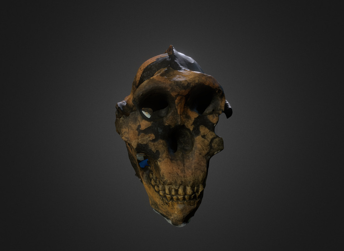 Skull photogrammetry