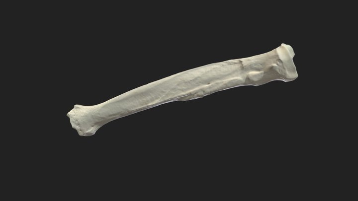radius (radius) dog – Modèle 3D gratuit STL