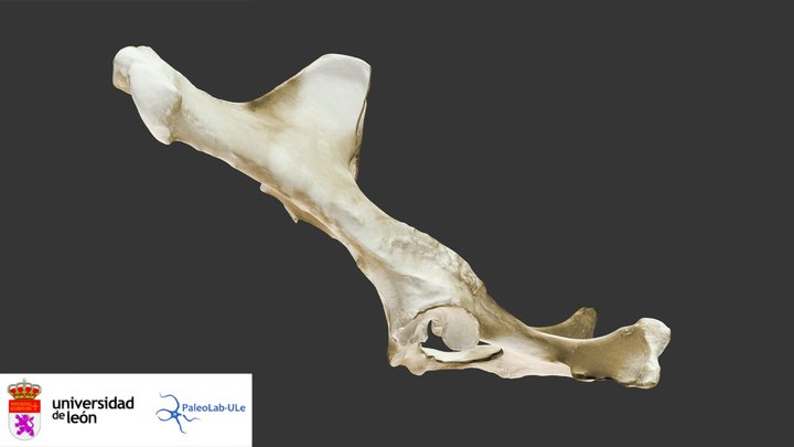 Caballo: Huesos coxales 3D Model